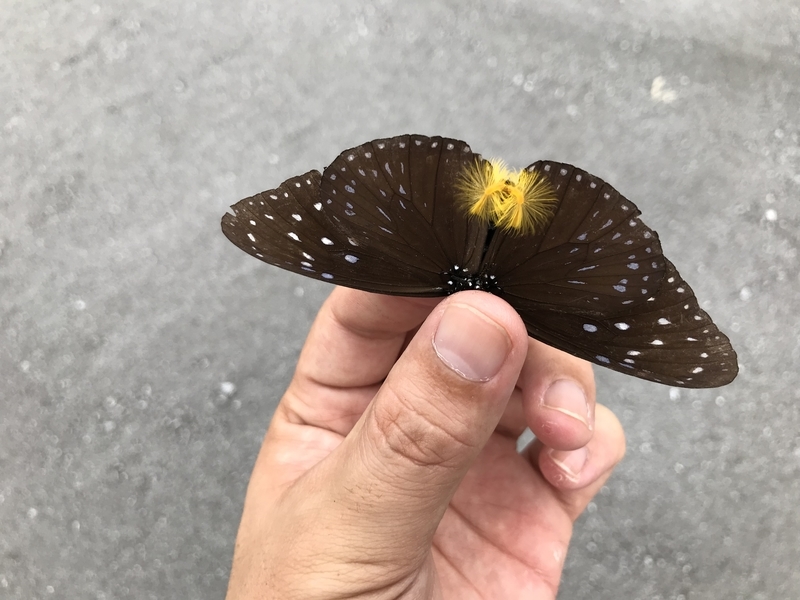 ツマムラサキマダラのオスのヘアペンシル - 虫村の日記