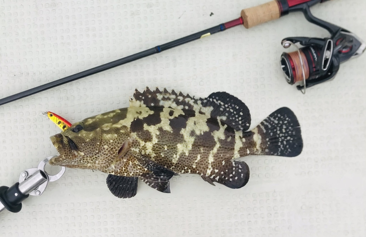 スコーピオン2652R-2の1年使用レビュー - Train-Fishing