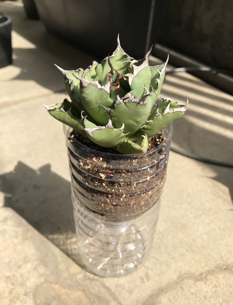 アガベ チタノタ 発根管理 4 Agave titanota - 世界の果てよりご案内