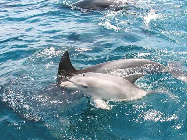 ☆イルカウォッチング☆直前まで予約OK】世界でも希少な天草の野生