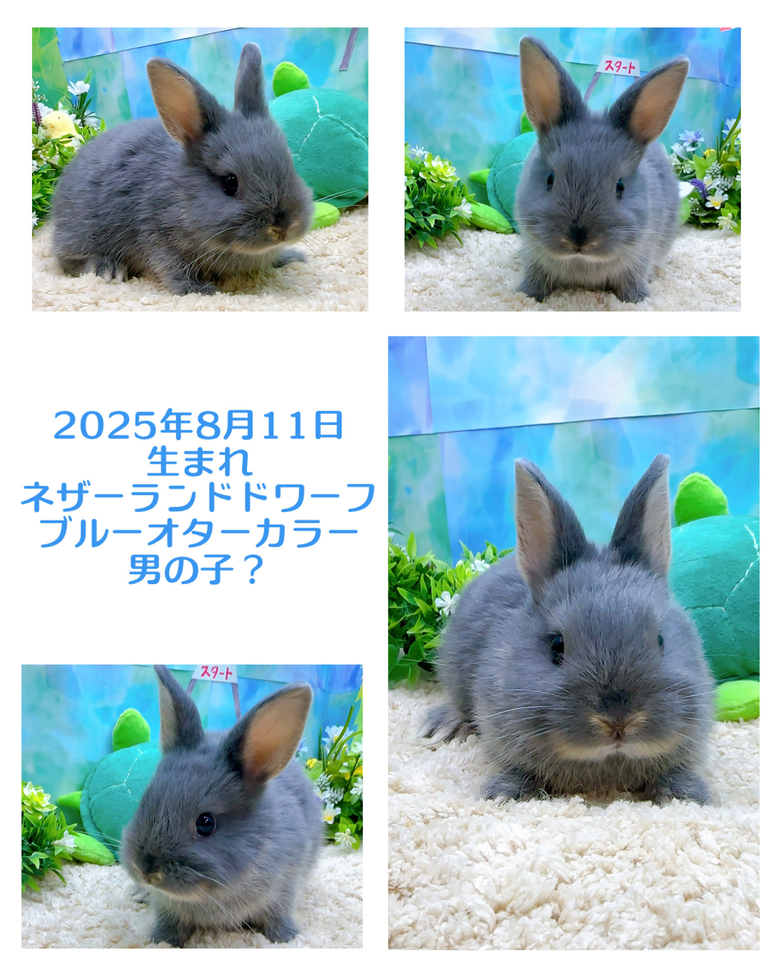 うさぎ生体販売 - 横須賀のうさぎ専門店ラビットハウスサニー