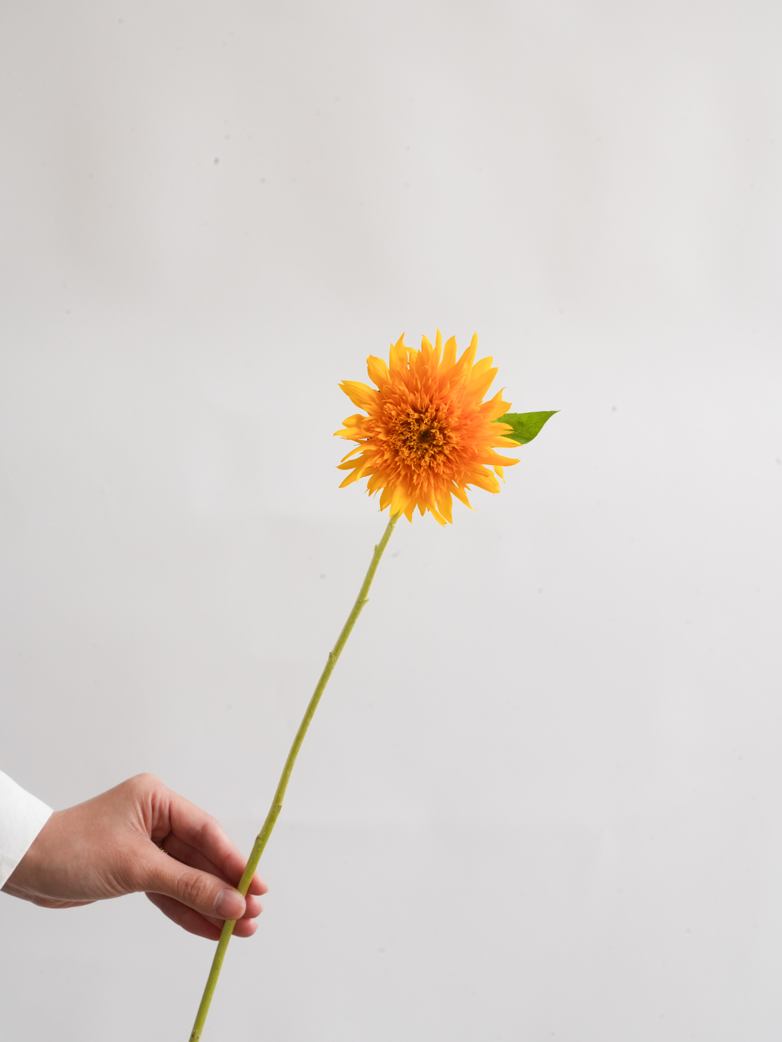 ひまわり ひまわり ZX-4RRにNinja誕生40周年を記念した40th