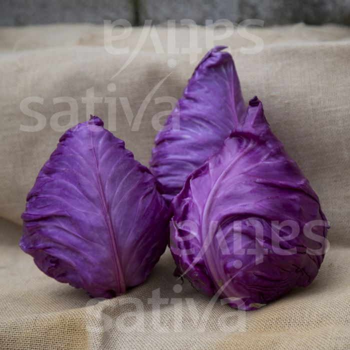 Kalibos » Buy organic seeds online / Red cabbage - SATIVA Online Shop