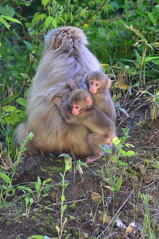 天然記念物：「北限のサル」が出産シーズン [写真特集1/5] | 毎日新聞