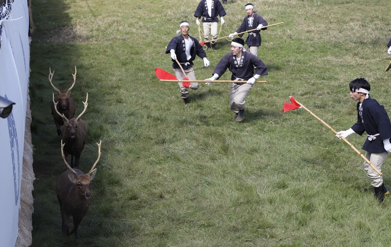 手に汗握る緊張感 秋の風物詩「鹿の角きり」始まる 奈良公園 | 毎日新聞