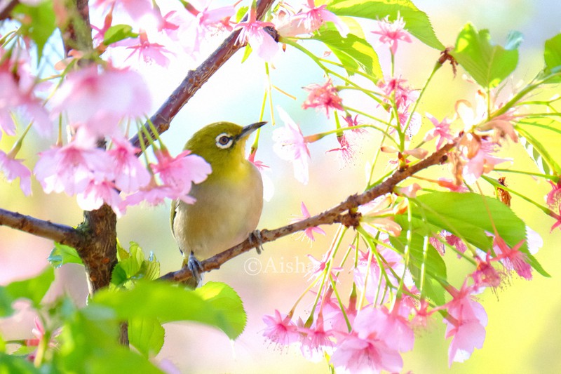カメラ少女・藍沙のいきもの大好き：メジロ 映える食いしん坊 | 毎日新聞
