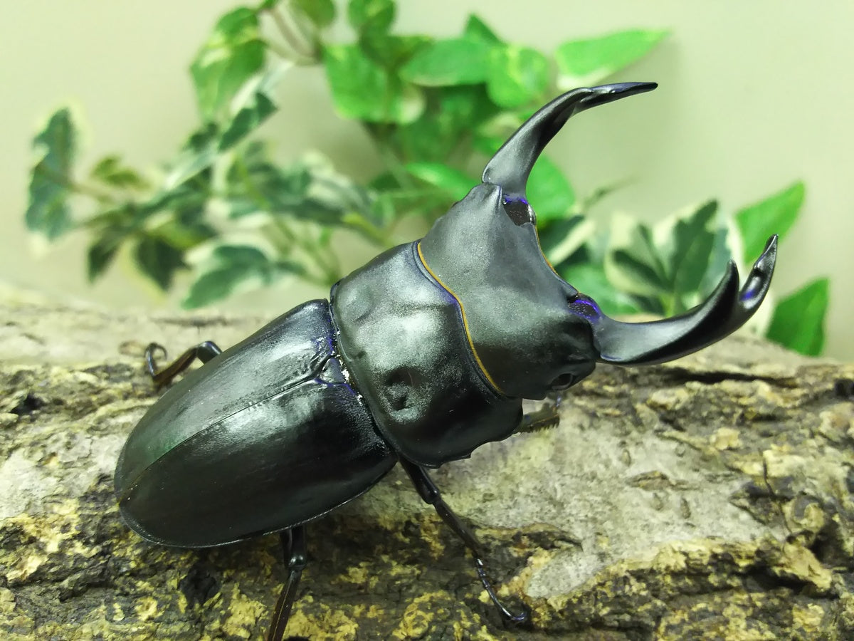 産地別国産オオクワガタ!! – クワガタムシ・カブトムシ昆虫専門店COLORS