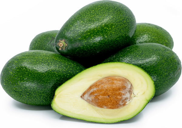 Avocado Fuerte – Armstrong Garden Centers