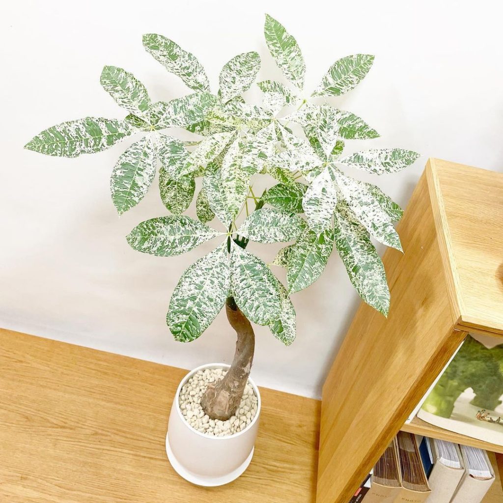 手に入りづらい斑入りのパキラとは？| 観葉植物の基礎知識|APEGO