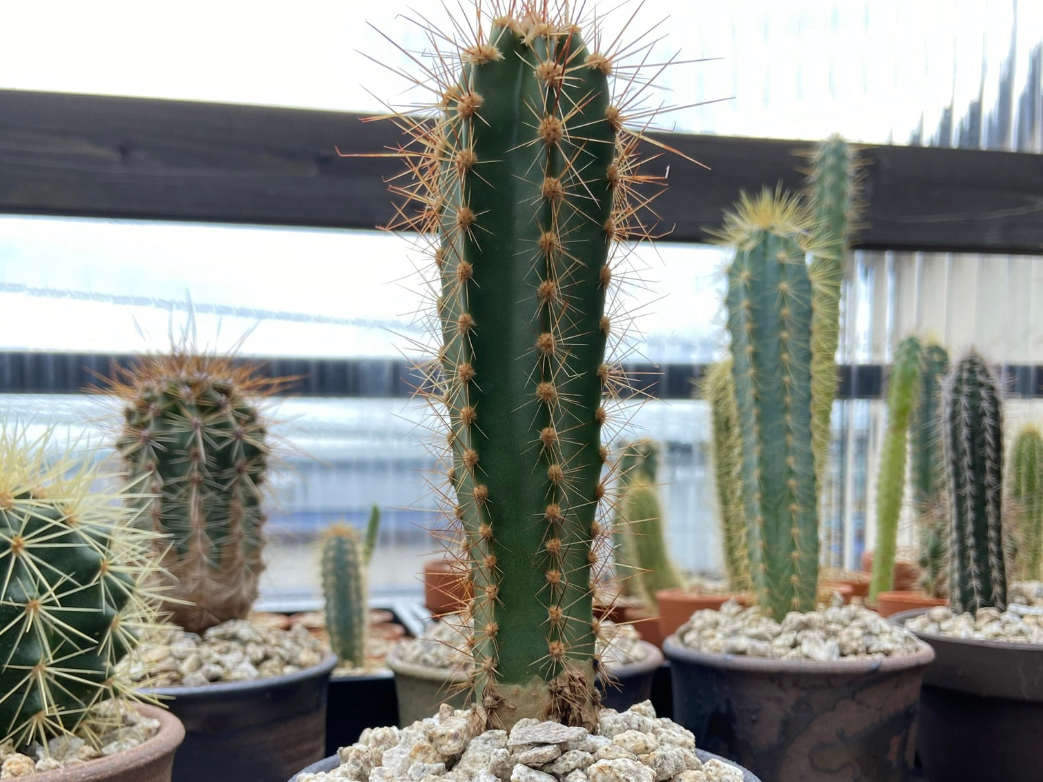 柱サボテンの育て方】植え替えの時期は？耐寒性はある？