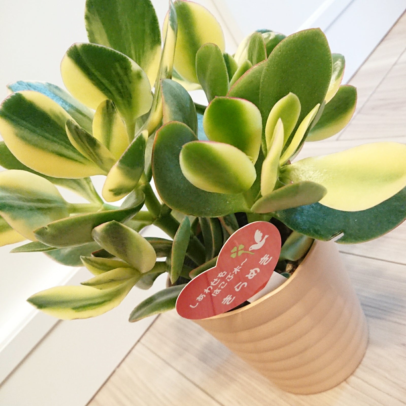 予約商品：12/5発送】金のなる木・キラメキ(花月/カゲツ) 斑入り 5号の
