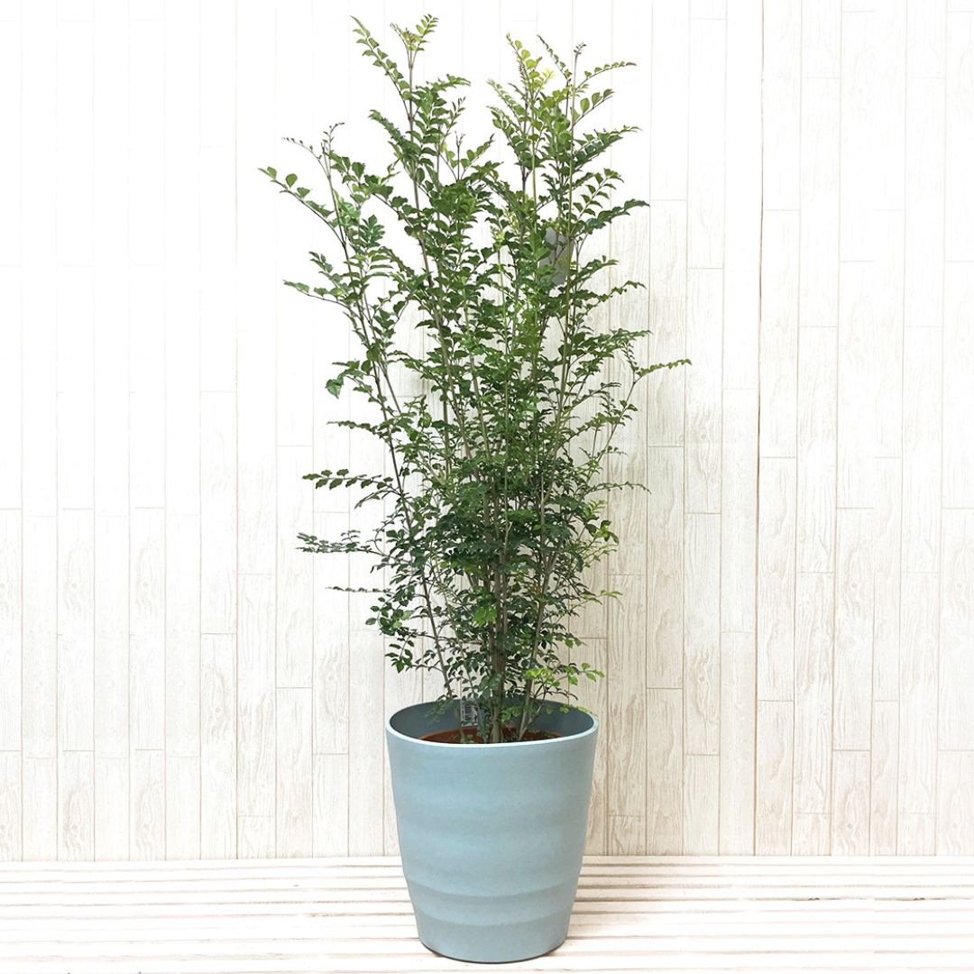 コーマ‼️小さな植木鉢 100個セット コーマ‼️小さな植木鉢 100個