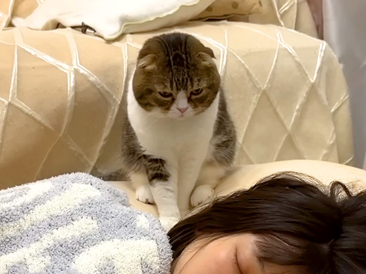 休日の朝5時、リビングで寝落ちしたママ→猫が起こそうとして…思わず