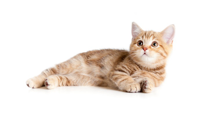 三味線に猫皮が使われる理由について | ねこちゃんホンポ