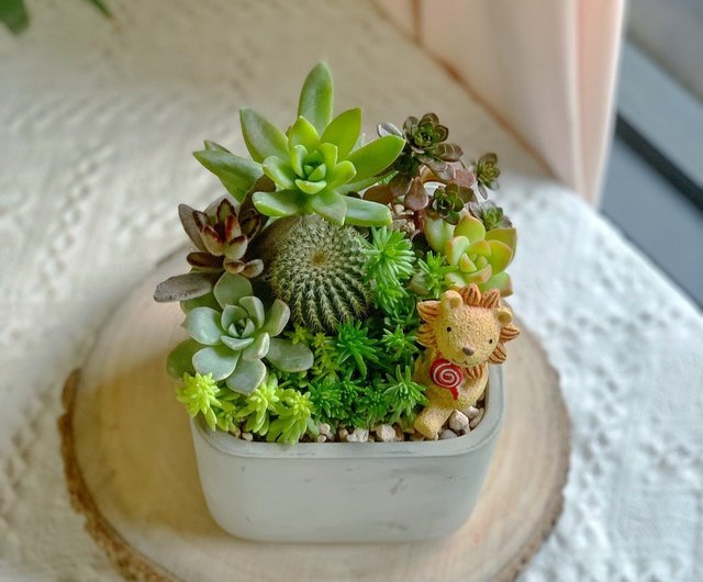 台湾 【開店祝い】セメント多肉植物寄せ植え 12x12x10 スクエア鉢
