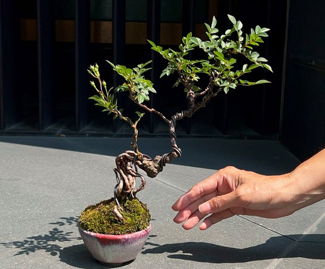 台湾 屋久島姫バラ ∣ 小さな露根盆栽が開花 mu bonsai - Pinkoi