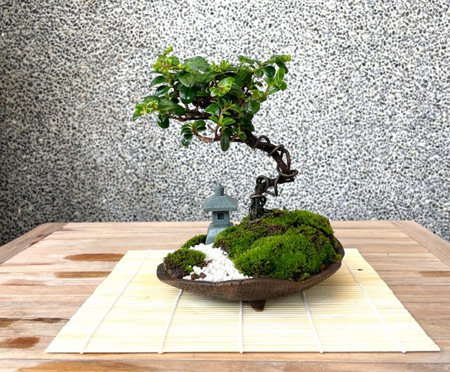 正方形鉢 四角形鉢 紫砂盆 盆栽鉢 植木鉢 小品盆栽鉢 大品盆栽鉢 台湾