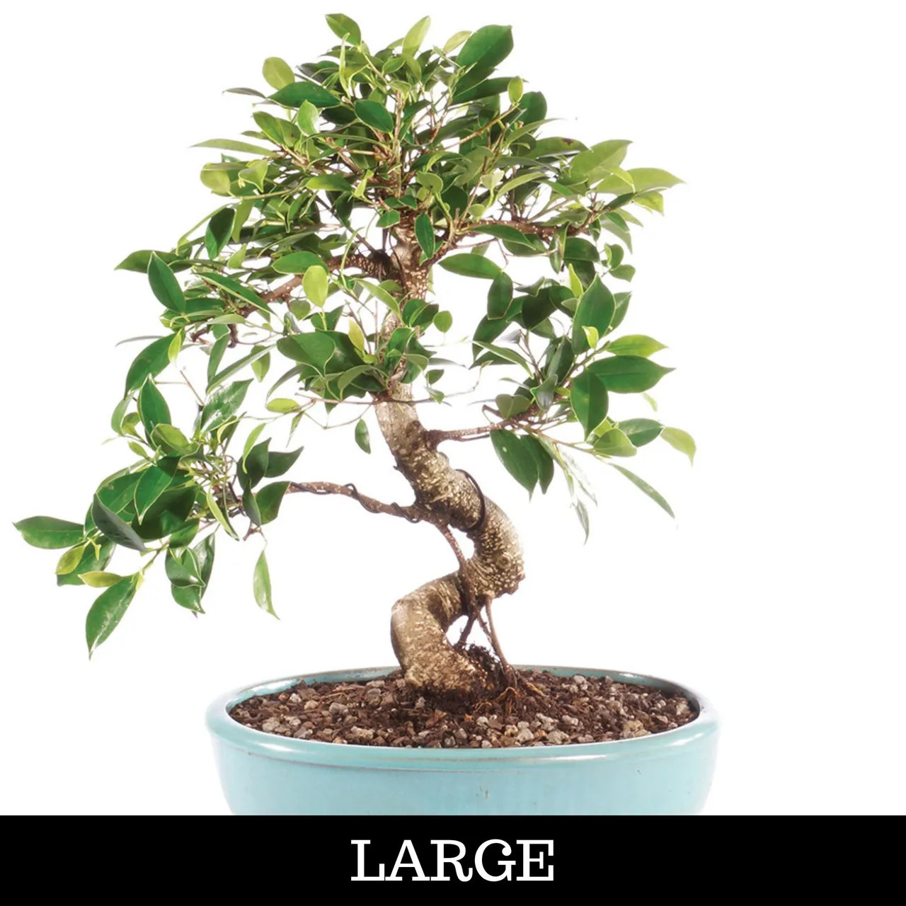 Imported S-Curve Trunk Tiger Bark Ficus - Named for Its Bark