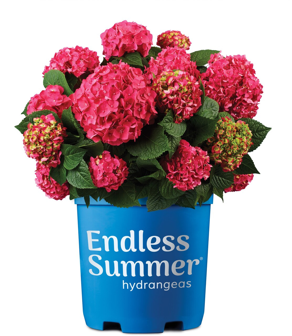 Buy Summer Crush® Hydrangea Macrophylla 'Bailmacfive' Now – Best