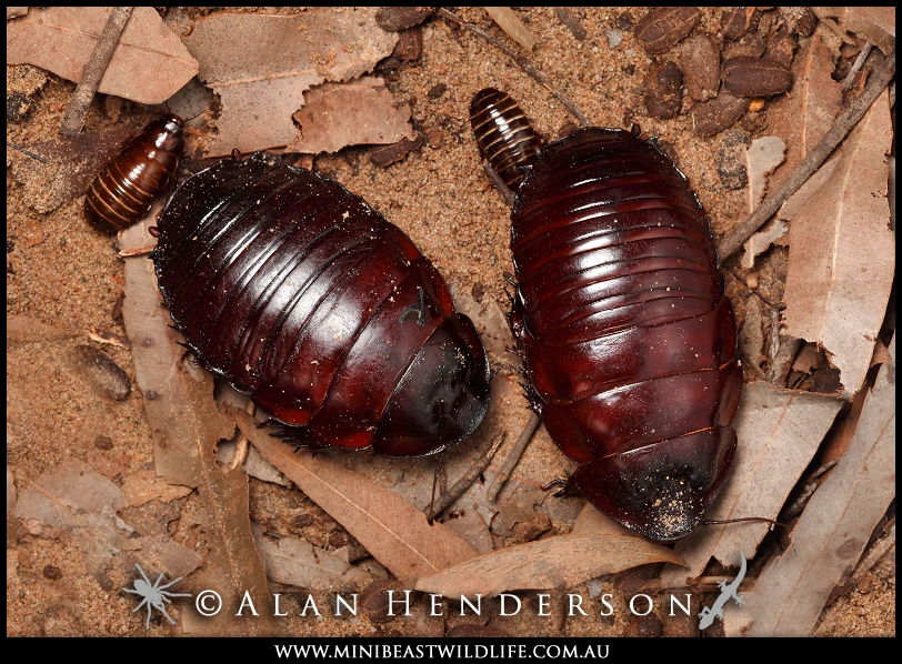 標本 Australia Macropanesthia rhinoceros 69mm 標本 Australia