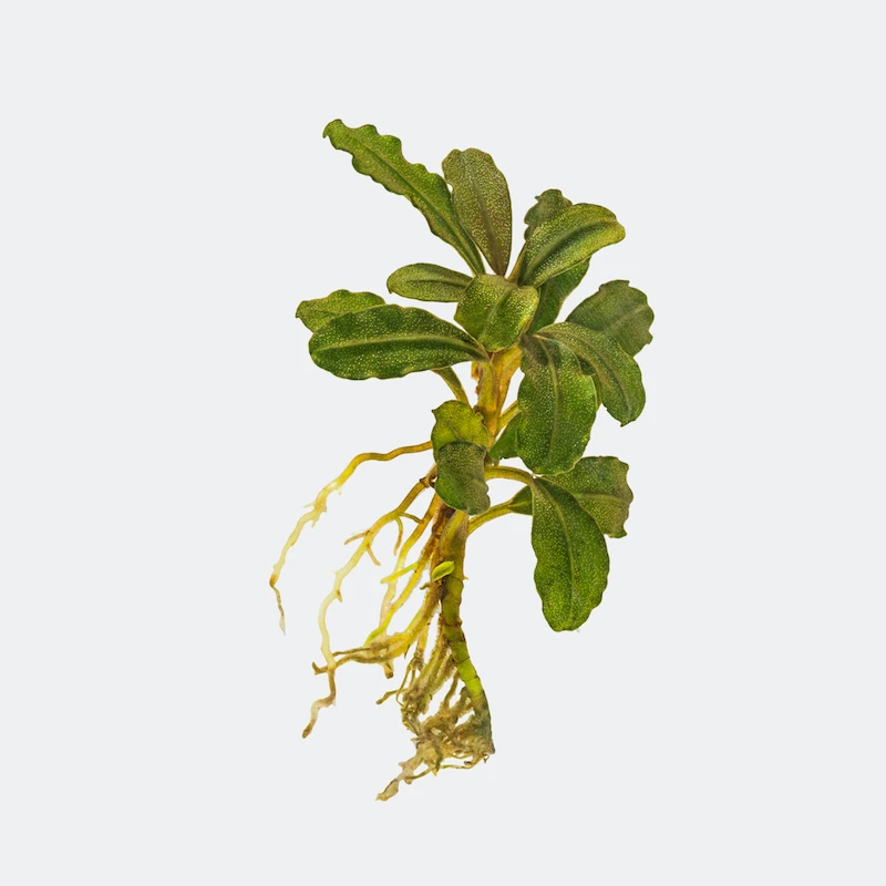 Bucephalandra Artemis