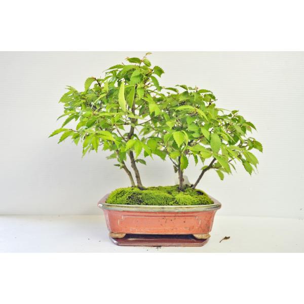 ケヤキ 盆栽 寄植え 本ケヤキ けやき 欅 中品 現品 /【Buyee】