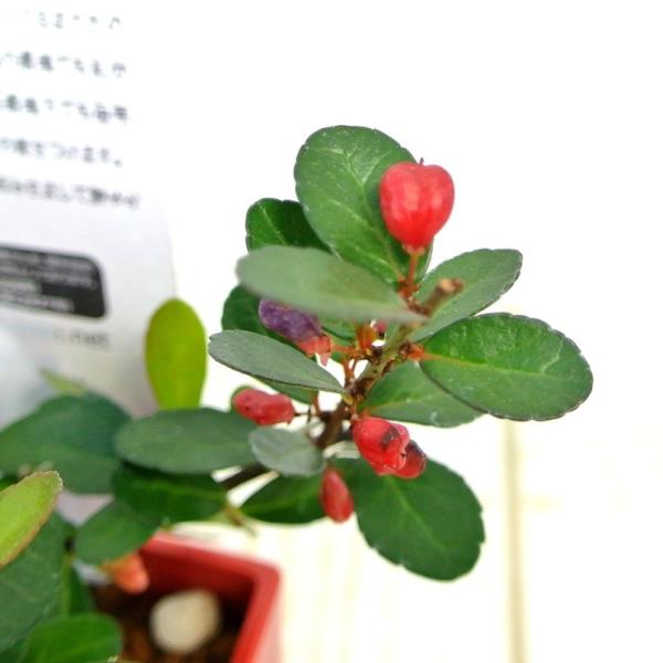 ハートツリー 4号鉢 ハート形のかわいらしい実をつける ハリツルマサキ