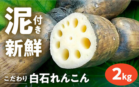 R8年1月以降発送】泥付きれんこん2kg / れんこん [IAW002] | 佐賀県