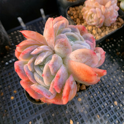 農園直売 多肉植物 寄せ植え アエオニウム属 白鳳錦 （群）観葉植物