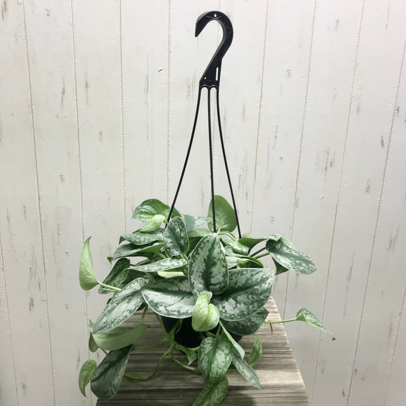 シルバー迷彩♡ Scindapsus pictus 'Trebie'スキンダプサス トレビー 7