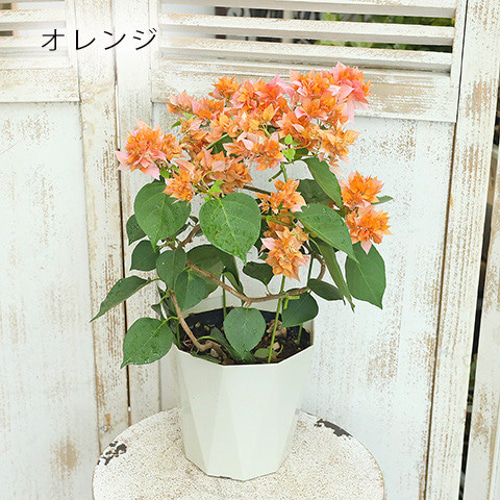 再入荷花木苗 ブーゲンビリア 八重咲き 赤・ピンク・オレンジ 5号 夏の