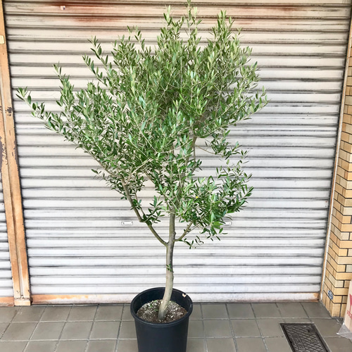 現品 厳選株/ オリーブの木 オリーブ souju ネバディロブランコ 10号