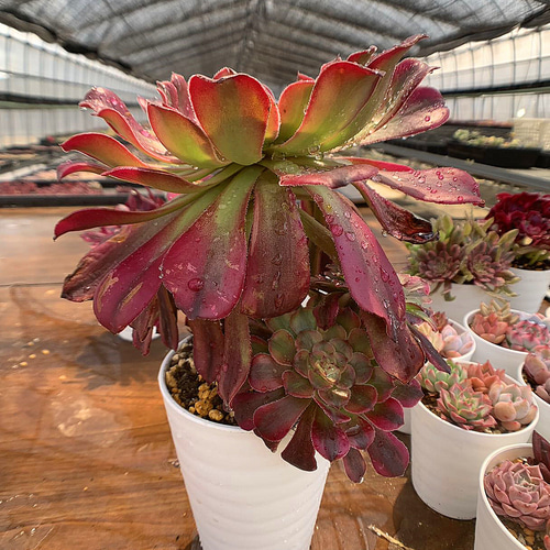 577.多肉植物 寄せ植え アエオニウム属 ヴィーナス 錦（群）特大 抜き
