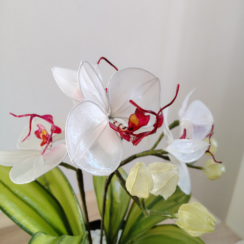 胡蝶蘭♡ホワイト♡鉢植え♡アメリカンフラワー♡ディップアート