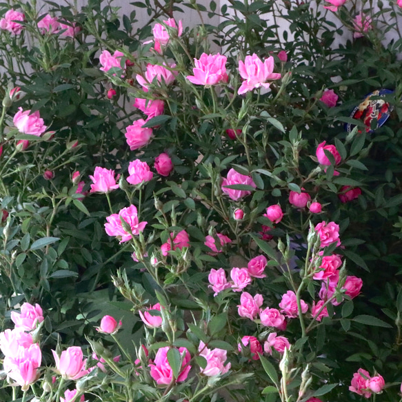 四季咲き♡ほほえみ♡ミニバラ♡極小輪バラ♡4号鉢♡ アートフラワー
