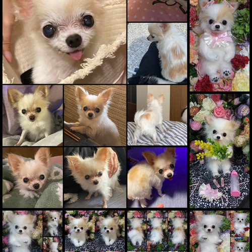 チワワ 実物大 リアル 分身 愛犬 ぬいぐるみ カズコオガワ ぬいぐるみ