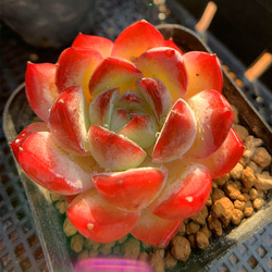 464.多肉植物 寄せ植え アエオニウム属 朝霞錦（中） 超美苗 抜き苗