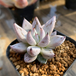 443.多肉植物 寄せ植え アエオニウム属 朝霞錦（単）（特大） 超美苗