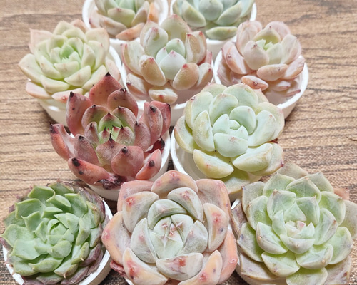 多肉植物 10苗セット 名前付き (カット苗)【エケベリア】 多肉植物