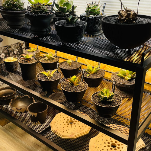 ☆送料込み☆アイアンシェルフ即購入OK 植物棚 ボタニカルシェルフ