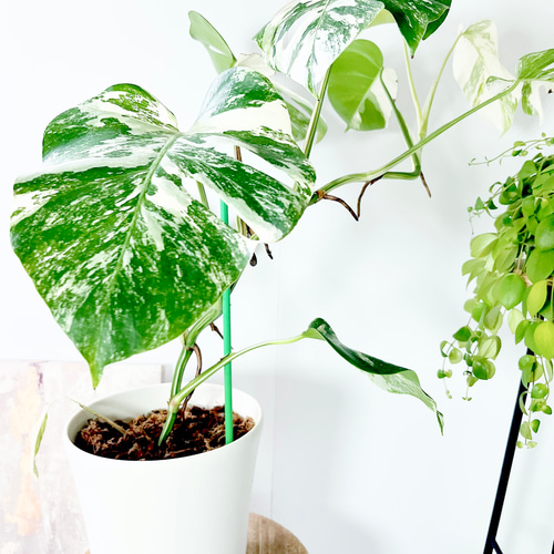 希少】605. 極斑入り モンステラ ホワイトタイガー 観葉植物 多肉植物