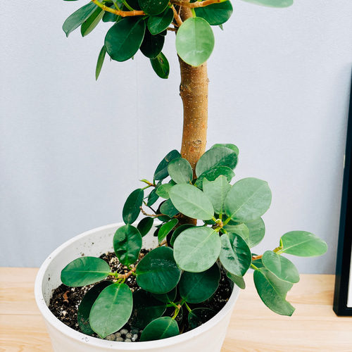 現品］【希少】パンダガジュマル 8号 観葉植物 室内 レア ゴムの木