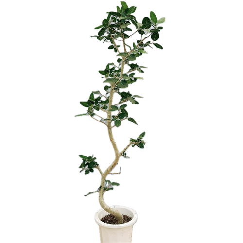 現品］特大！ フィカス ベンガレンシス 曲がり 10号 観葉植物 室内