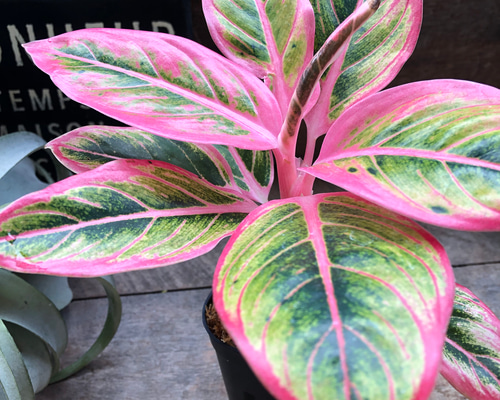 アグラオネマ ロータス デライト「Aglaonema Lotus Delight」♡大