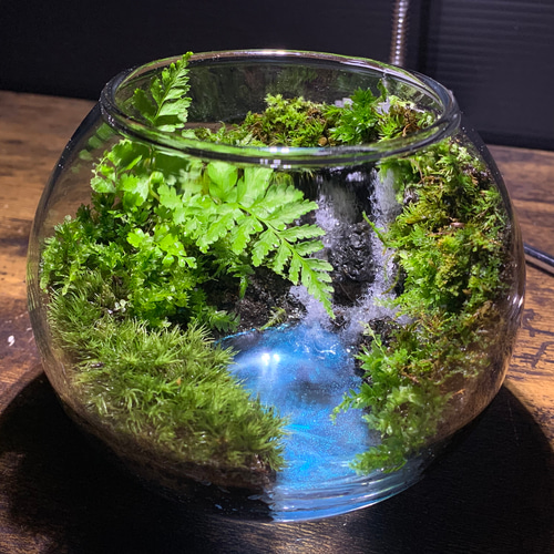253 苔アート 苔テラリウム 完成品 テラリウム ✴︎green earth