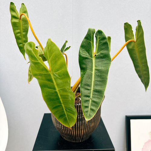 現品］【希少】フィロデンドロン ビレッティア 観葉植物 室内 レア