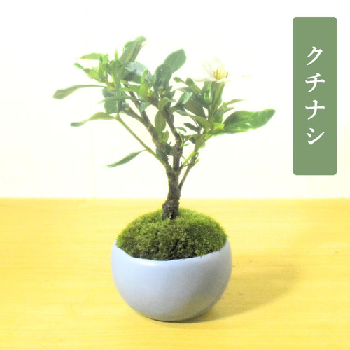 POTOCO クチナシ 観葉植物 赤 陶器鉢 盆栽 豆盆栽 小品盆栽 植物 盆栽
