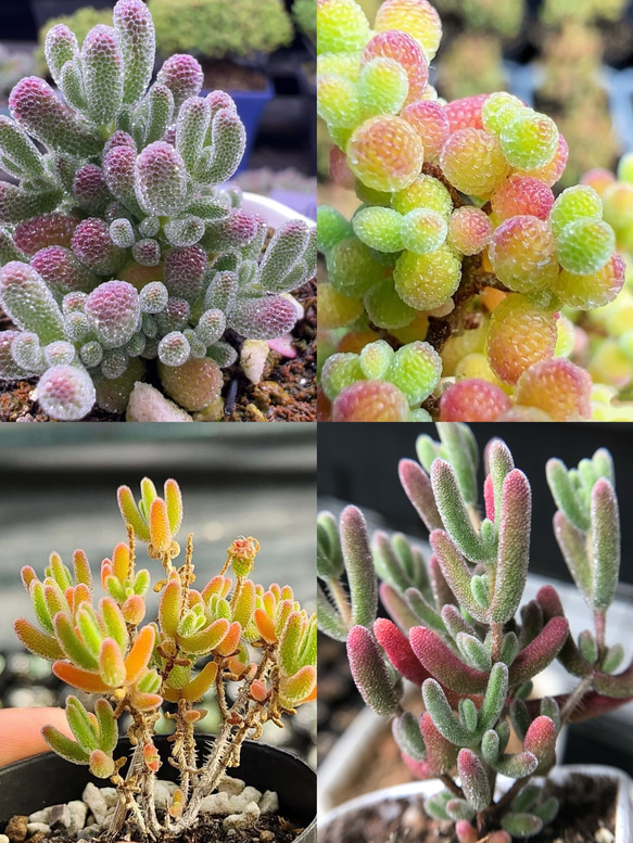 速達便発送❣️多肉植物 ドロサンテマム キラキラ 4点セット カット12