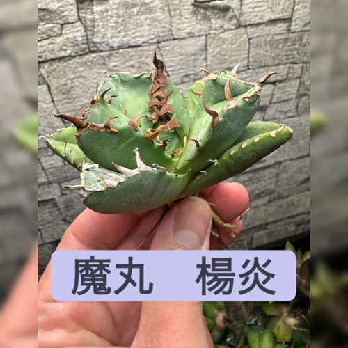 アガベ】魔丸 楊炎 大株 良株※同格品送付 多肉植物 yutaenshis 通販