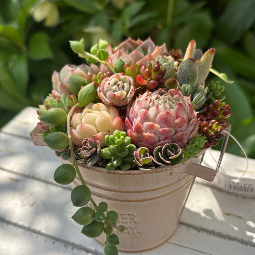 可愛い寄せ植え 多肉植物寄せ植え ブリキポット イエロー 取っ手付き